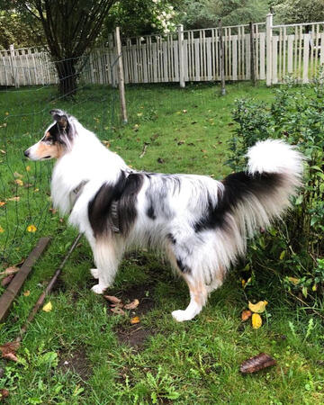 Pitkäkarvainen collie, Mandaninas Lidmited Edition of Moonraays