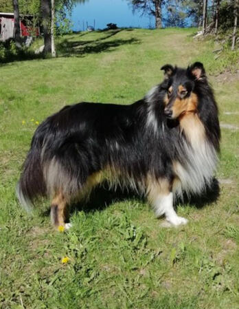 Pitkäkarvainen collie, Carnoustie`s Carry On Is The New Black