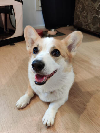 Mochi